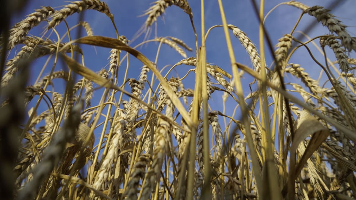 Precio del trigo alcanza su nivel más alto en tres años por guerra entre Rusia y Ucrania