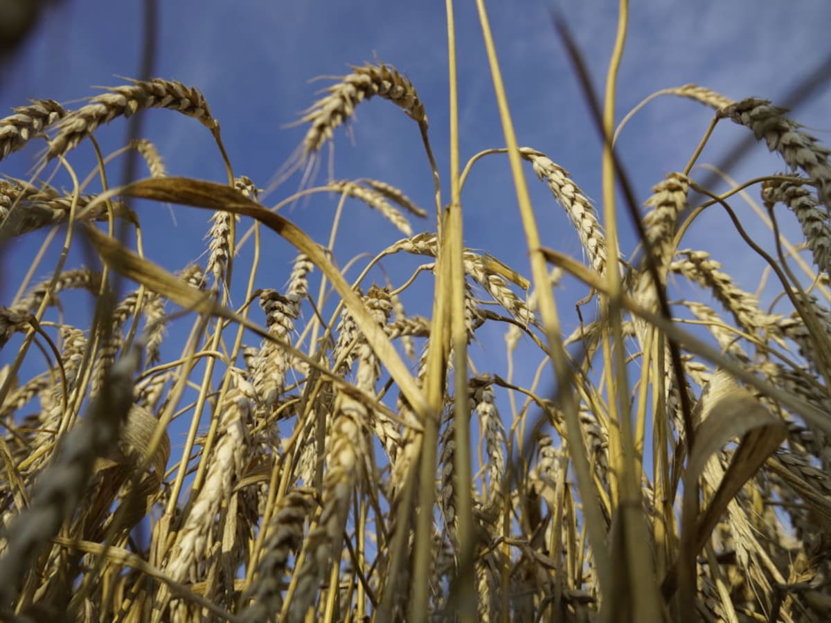 Precio del trigo alcanza su nivel más alto en tres años por guerra entre Rusia y Ucrania