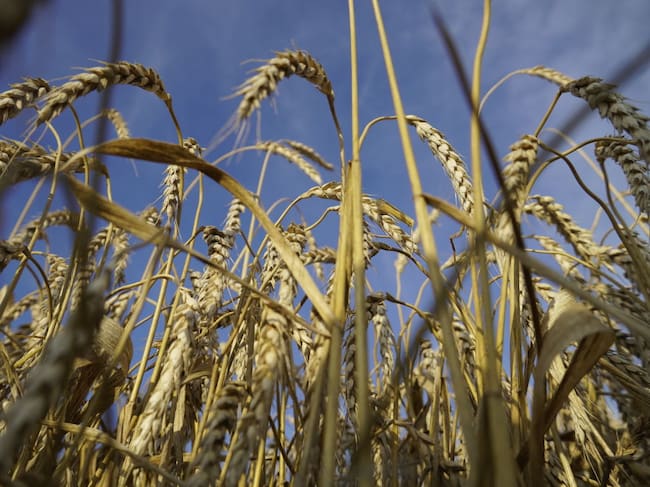 Granja cultiva trigo para producir cereales en Nedvigovka de Rusia