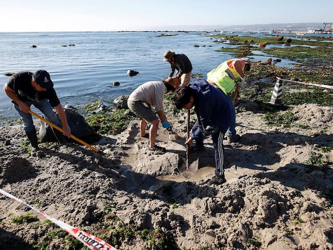 Paleontólogo por descubrimiento de reptil marino en Algarrobo: “Es muy comprometedor lo que pueda salir de aquí”