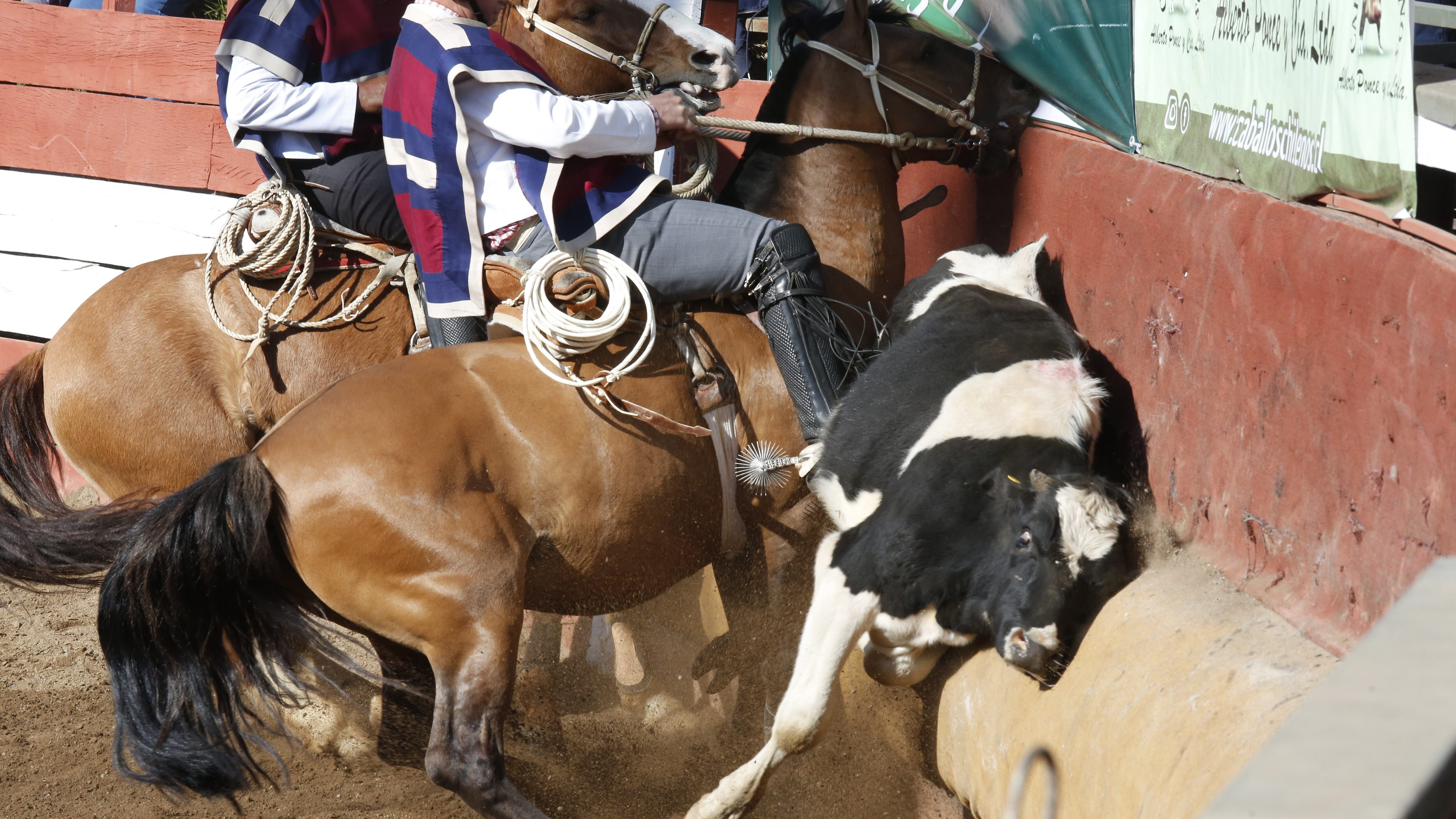 20 de Septiembre del 2019/SANTIAGO
Rodeo en el Parque Padre Alberto Hurtado (Intercomunal de la Reina)
FOTO:SEBASTIAN BROGCA/AGENCIAUNO