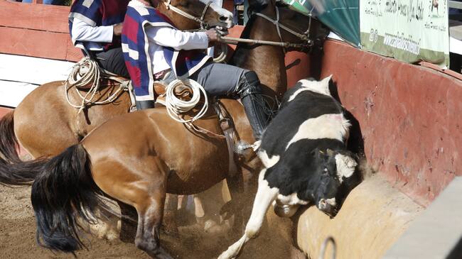 20 de Septiembre del 2019/SANTIAGO
Rodeo en el Parque Padre Alberto Hurtado (Intercomunal de la Reina)
FOTO:SEBASTIAN BROGCA/AGENCIAUNO