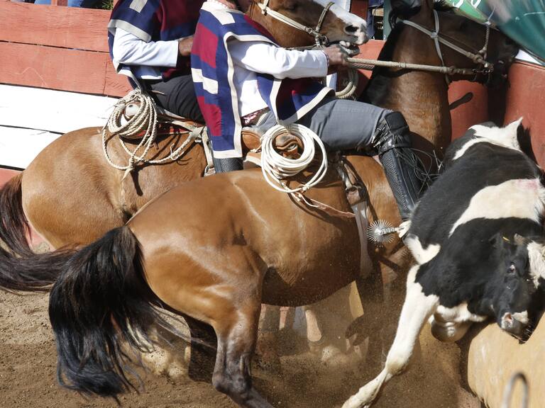 20 de Septiembre del 2019/SANTIAGO
Rodeo en el Parque Padre Alberto Hurtado (Intercomunal de la Reina)
FOTO:SEBASTIAN BROGCA/AGENCIAUNO