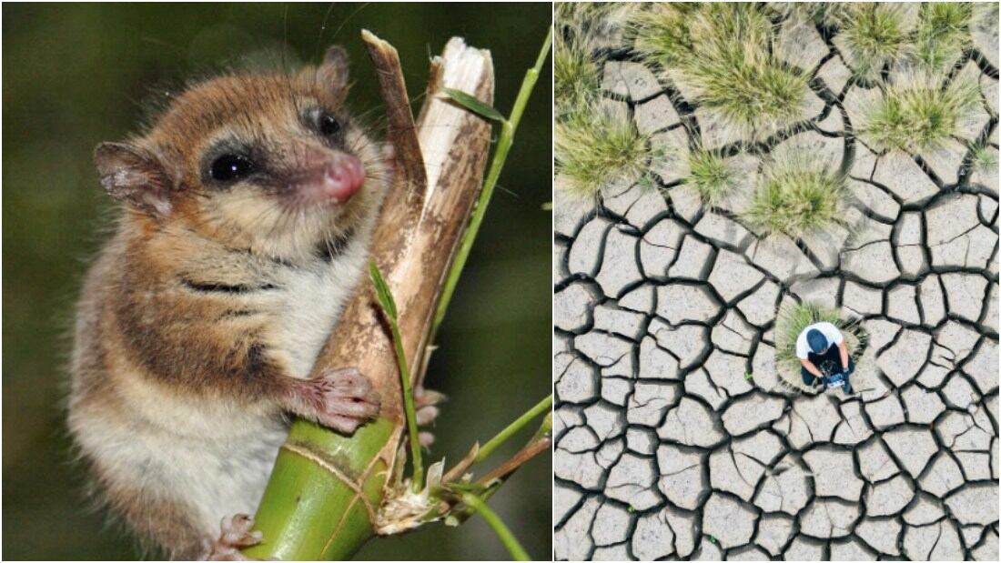 Monito del Monte y el cambio climático