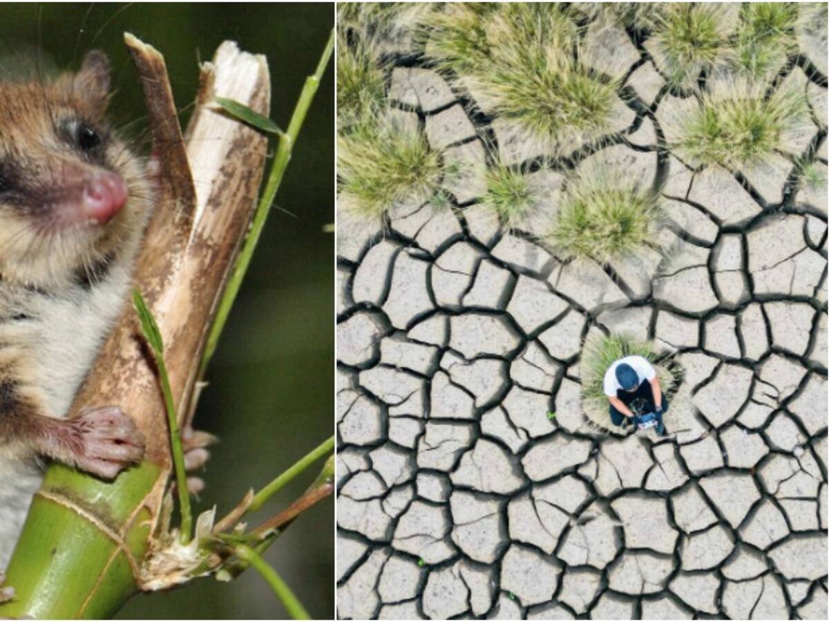 Adaptarse o morir: cómo enfrentan el cambio climático los animales que hibernan en Chile