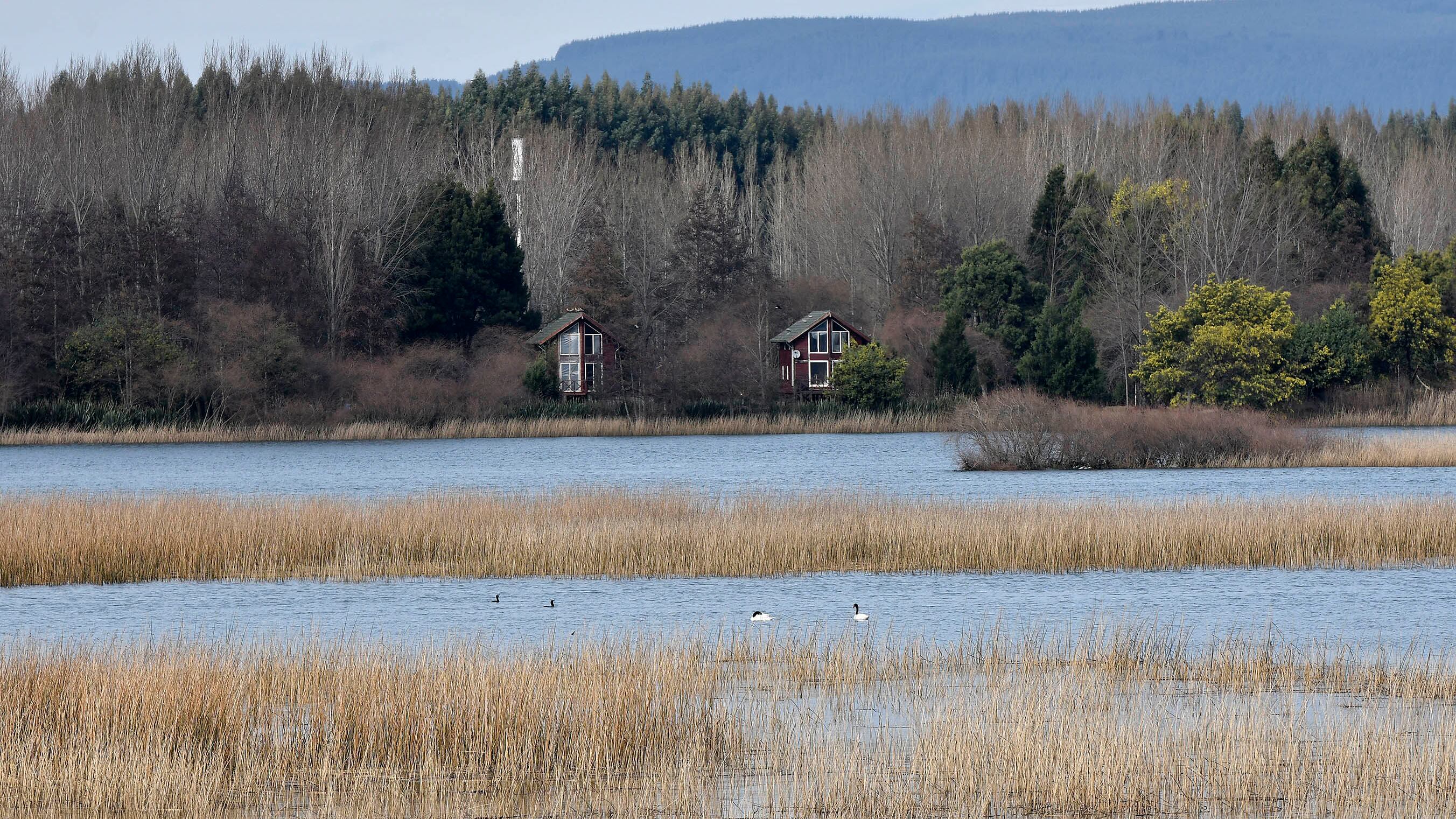 10 DE AGOSTO  2020 / VALDIVIAHumedales del Rio Cruces  Santuario de La Naturaleza , que se encuentra la RegiÛn de los RÌos 
FOTO. MIGUEL ANGEL BUSTOS  / VALDIVIA