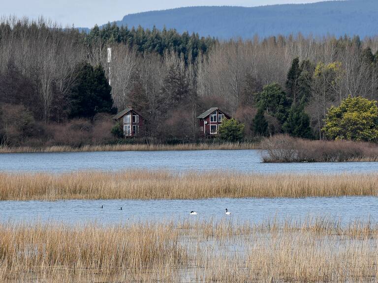 10 DE AGOSTO 2020 / VALDIVIAHumedales del Rio Cruces Santuario de La Naturaleza , que se encuentra la RegiÛn de los RÌos
FOTO. MIGUEL ANGEL BUSTOS / VALDIVIA