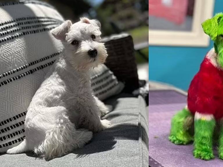Mujer desata controversia por teñir a su perro como el Grinch