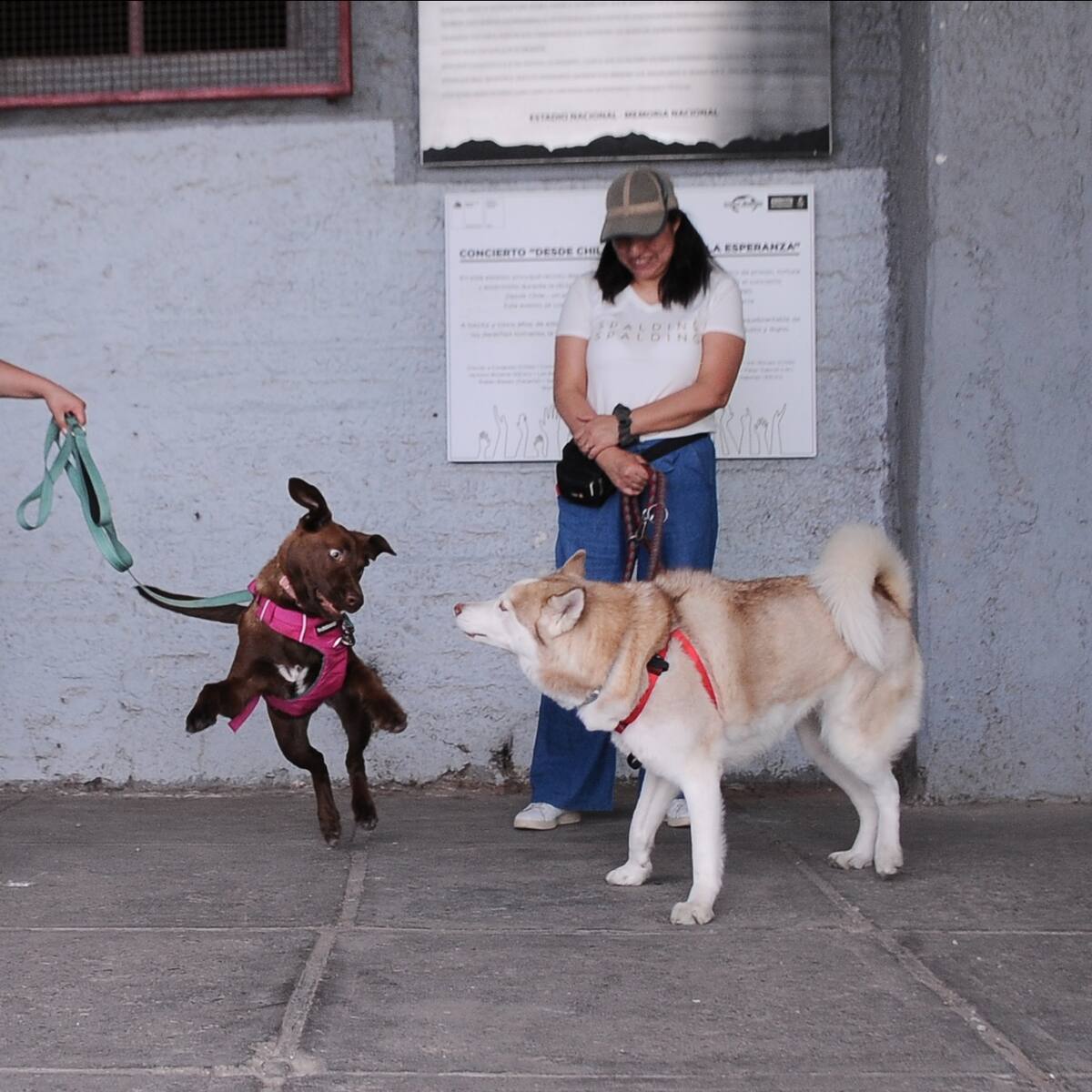 Los humanos no votaron solos: los perros se robaron las miradas de las Elecciones Presidenciales 2025