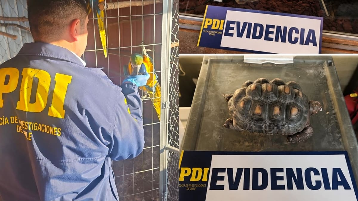 Insólito hallazgo en Coronel: procedimiento por VIF destapa tenencia de 25 animales exóticos en vivienda
