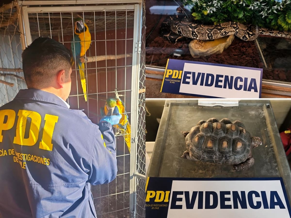 Insólito hallazgo en Coronel: procedimiento por VIF destapa tenencia de 25 animales exóticos en vivienda