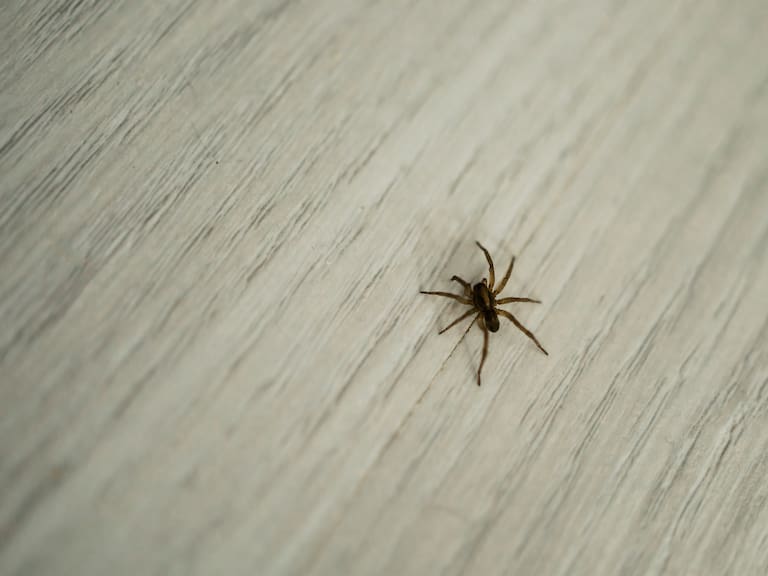 Esta es la mejor manera para eliminar las arañas (de forma natural) con la llegada del verano en Chile