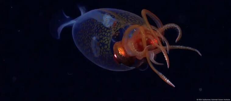 El Mesonychoteuthis hamiltoni es el invertebrado más pesado del mundo, aunque solo se encontró un ejemplar bebé.