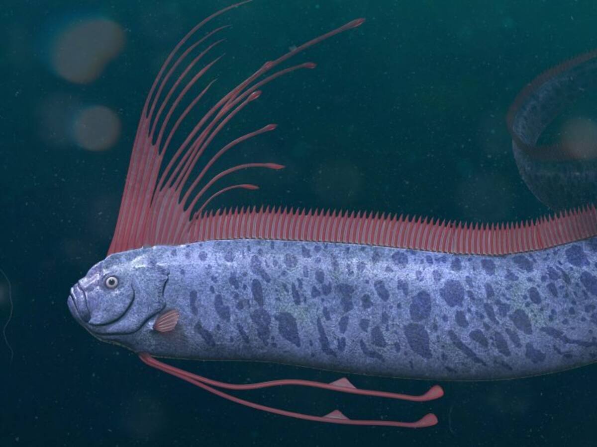 Pez remo en Arica: director de Red Geocientífica de Chile explica los detalles sobre esta especie