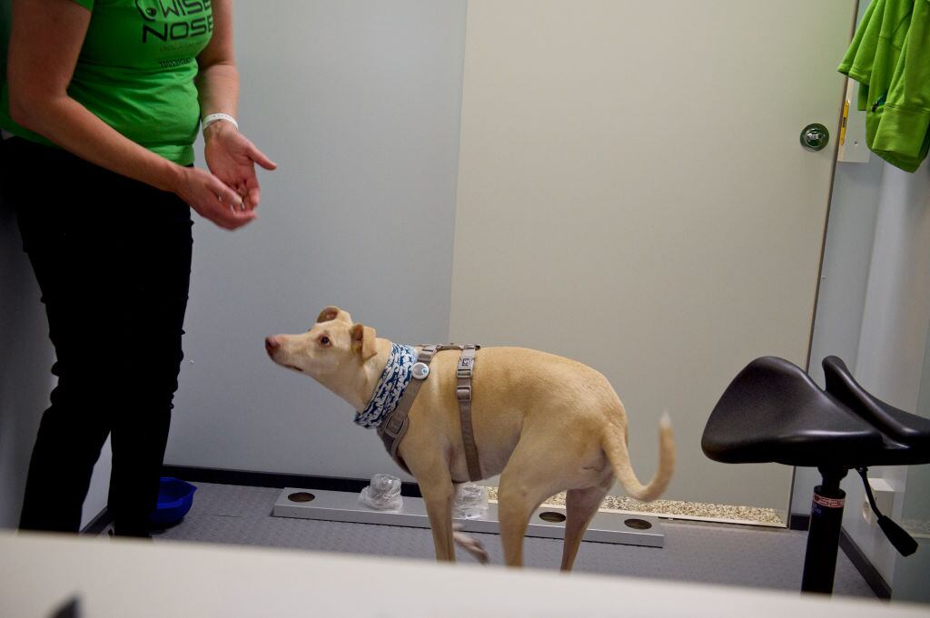 Kossi es uno de los perros que busca detectar el Covid-19 en Finlandia