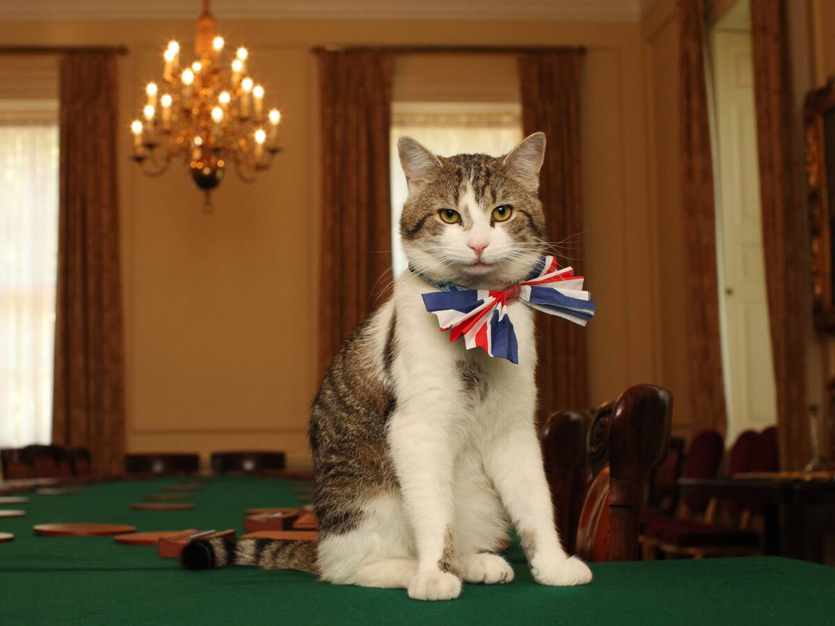 La historia detrás del gato más famoso del Reino Unido: pasan los Gabinetes pero Larry se queda como Jefe Ratonero