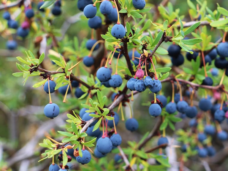 El Calafate Berries in Argentina Patagonia region