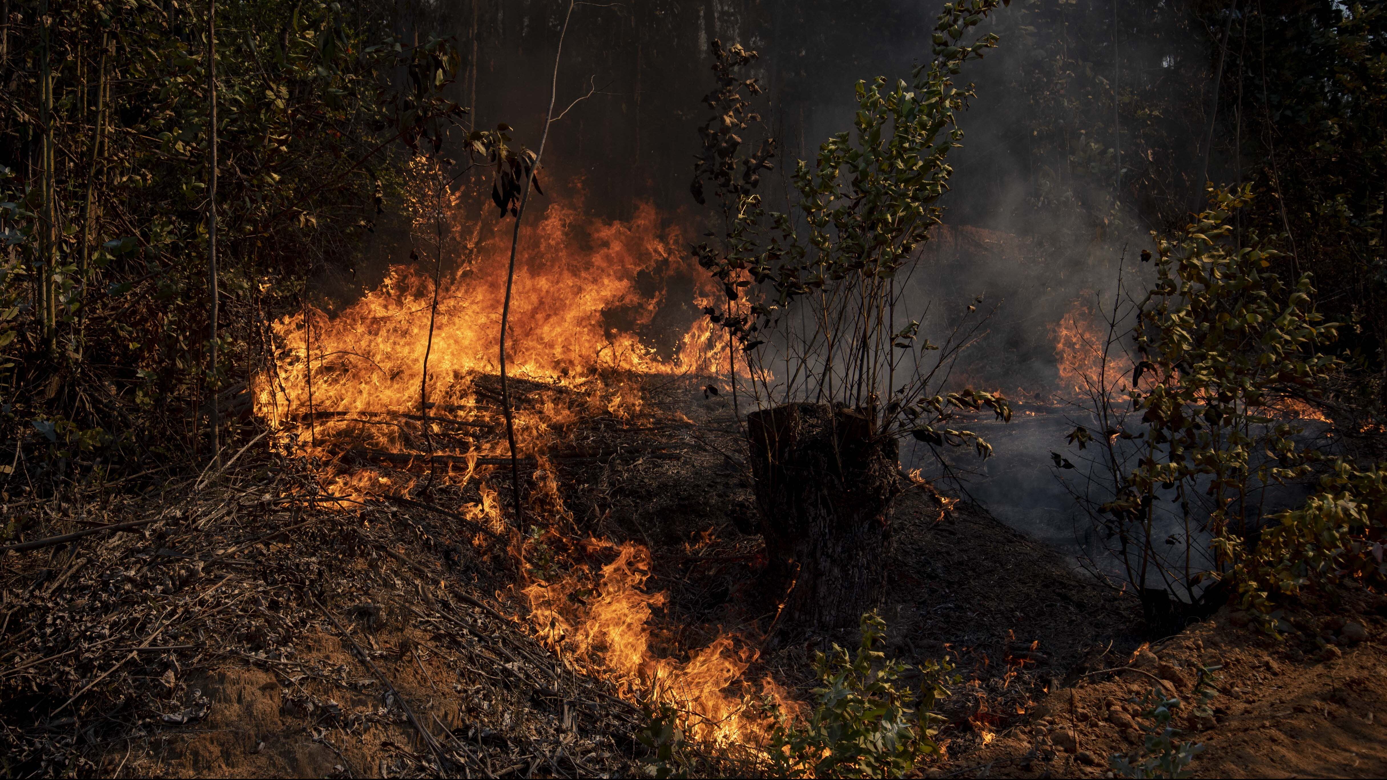 Incendio forestal