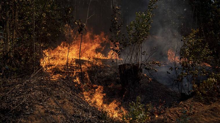 Incendio forestal