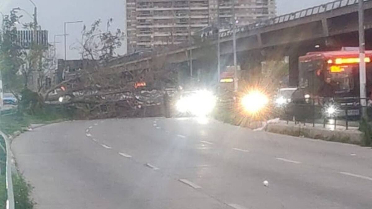 Reportan caída de árboles en Santiago por fuertes vientos: uno cayó sobre un motorista