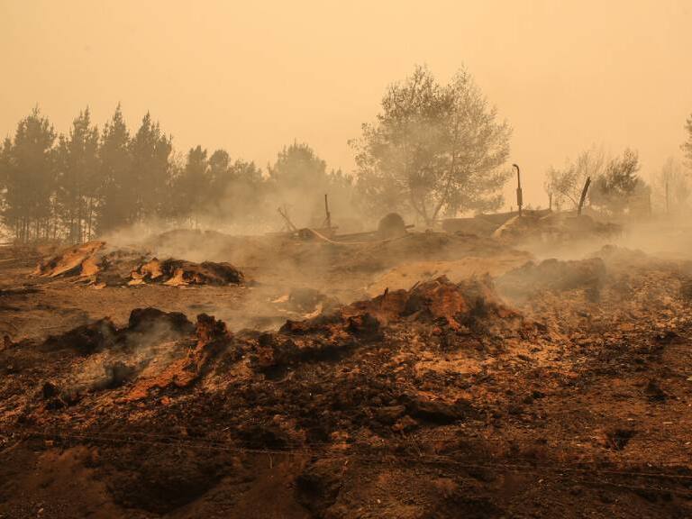 Indap cifra en 16.823 los animales agrícolas muertos debido a los incendios forestales