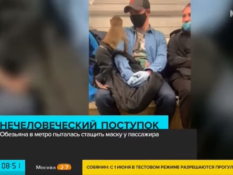 Mono se hace viral por intentar robarle la mascarilla a un usuario del metro en Rusia