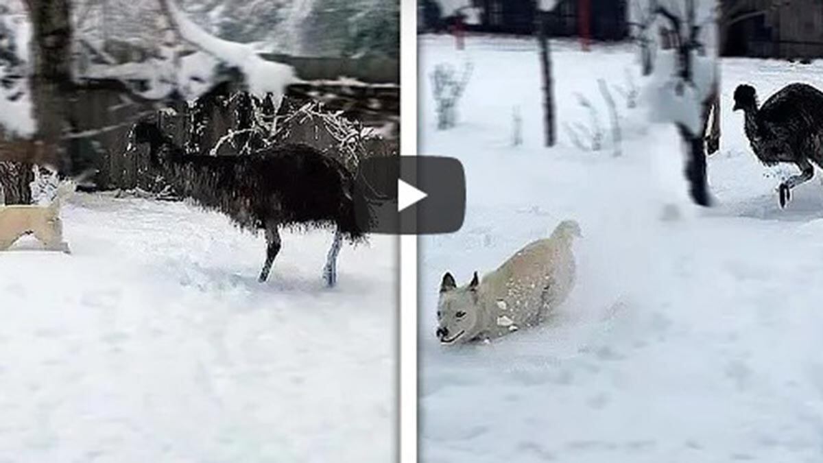 Perro y emú viral en YouTube