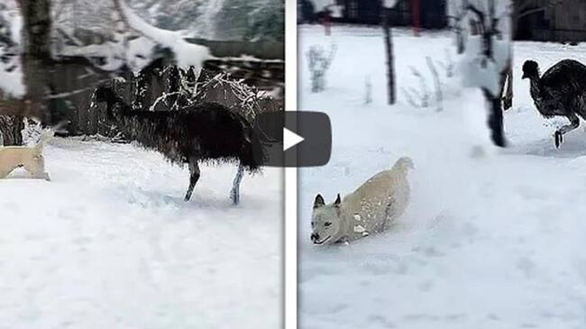 Perro y emú viral en YouTube