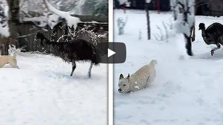 Perro y emú viral en YouTube
