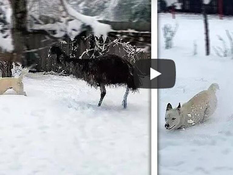Encuentro de un perro y un emú es viral en divertido video de YouTube