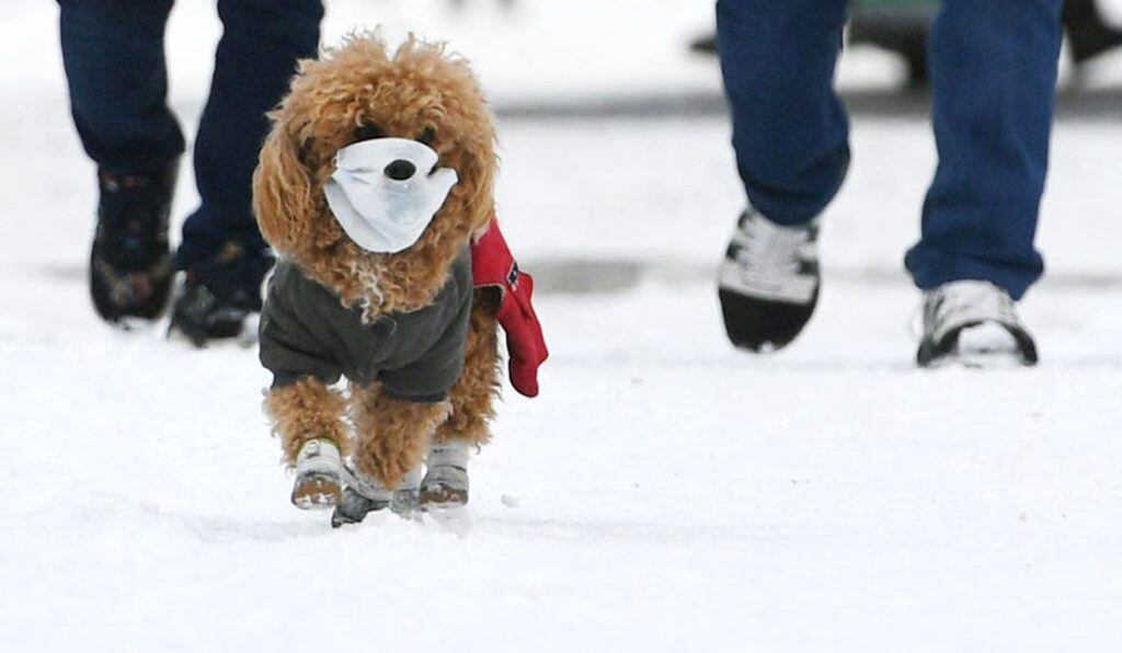 CHANGCHUN, CHINA - MARCH 04: A pet dog wearing face mask walks with owner on snow amid novel coronavirus outbreak on March 4, 2020 in Changchun, Jilin Province of China. (Photo by Zhang Yao/China News Service via Getty Images)