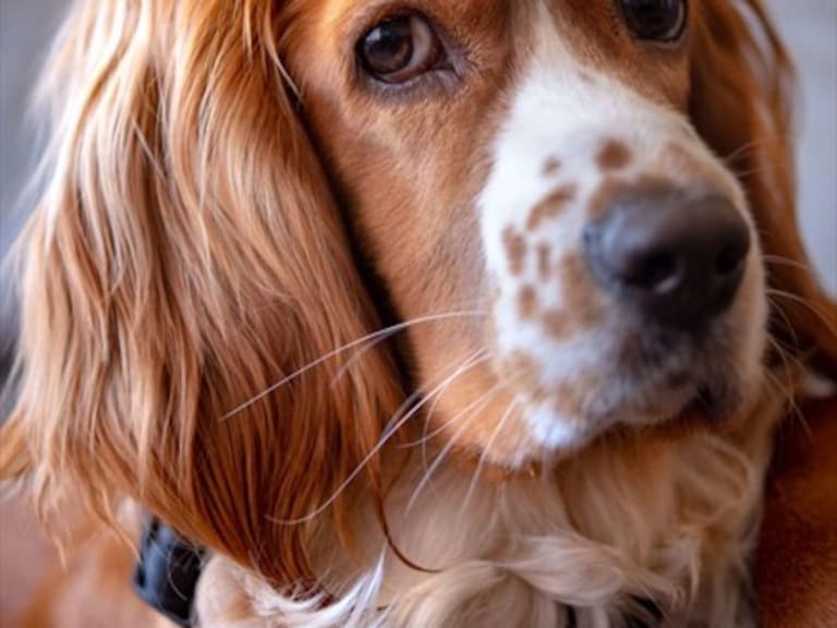 Parlamento de Canadá aprobó ley que protege a los animales del bestialismo y las peleas organizadas