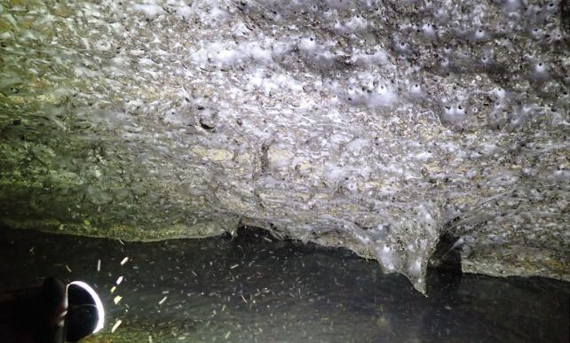 La telaraña y un enjambre de mosquitos. (Urák et al., Subterr. Biol. , 2025)