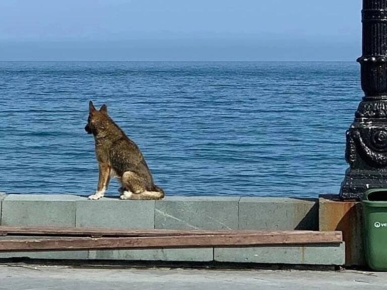 Muere ‘Hachiko de Crimea’, perro que esperó por 12 años a su dueño fallecido mirando el mar