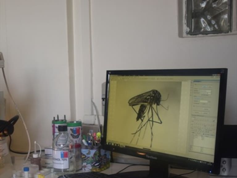Hallan en Arica al mosquito que transmite zika, dengue, fiebre amarilla y chikungunya