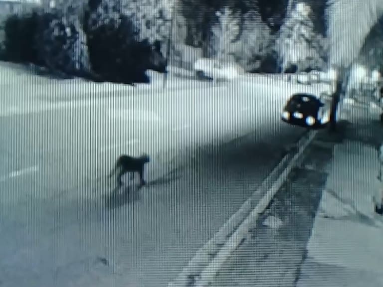 Reportan nuevo avistamiento de Puma en la comuna de Huechuraba