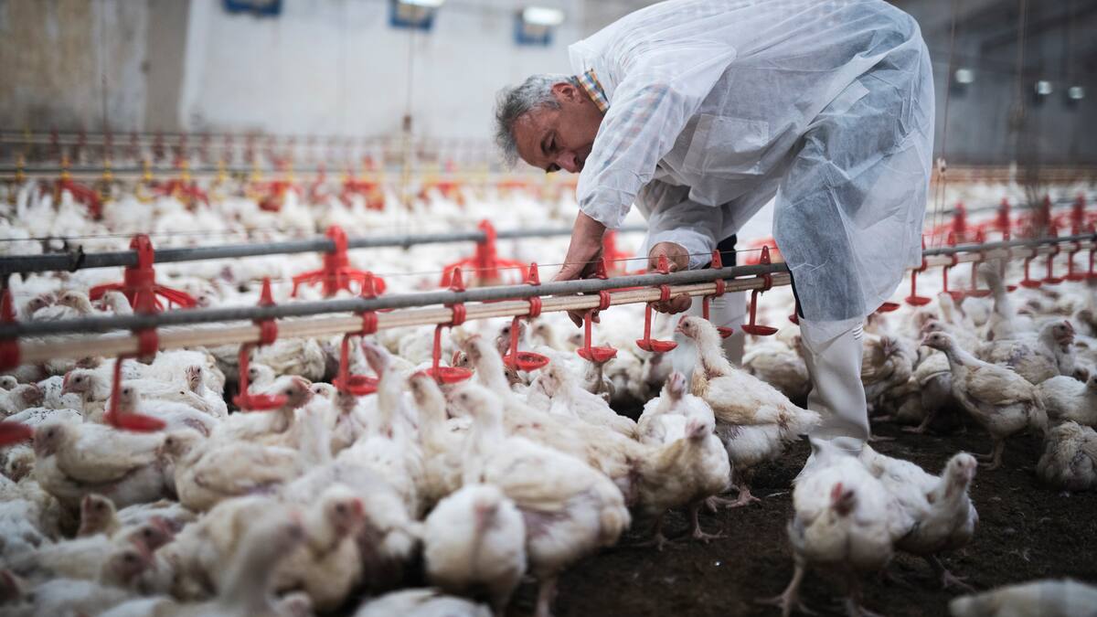 Anuncian cierre definitivo de histórica avícola chilena: funcionó por 68 años y hay decenas de despedidos