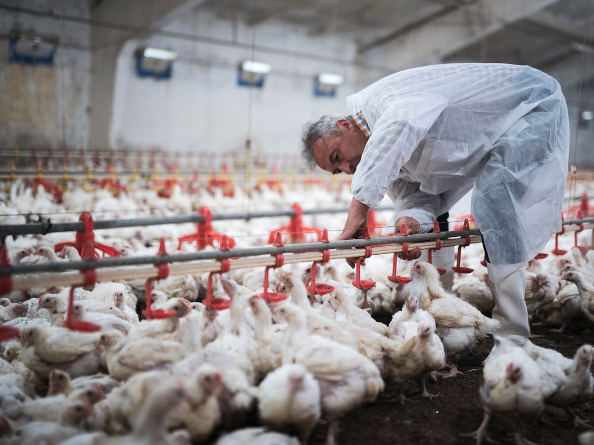 Anuncian cierre definitivo de histórica avícola chilena: funcionó por 68 años y hay decenas de despedidos