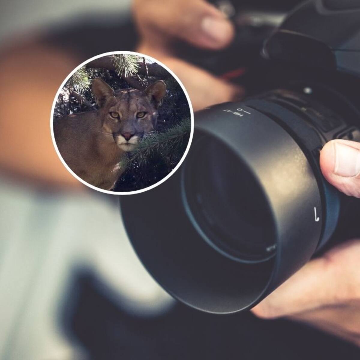 Fotógrafo chileno gana prestigioso premio internacional con impactante imagen de un puma colgado en la Patagonia