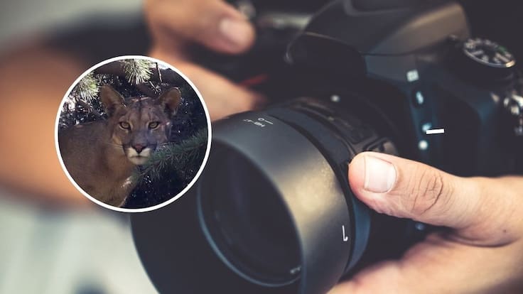 Fotógrafo chileno gana prestigioso premio internacional con impactante imagen de un puma colgado en la Patagonia