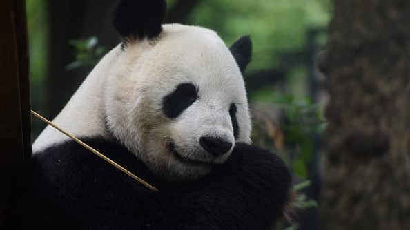 panda gigante tuvo mellizos en japón