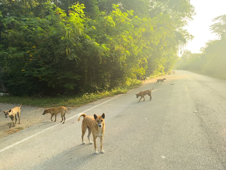 “Un día triste para los animales”: avanza proyecto que permite la caza de perros asilvestrados