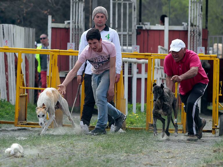 Carreras de perros en Chile seguirán siendo legales: Cámara rechaza proyecto que buscaba prohibirlas