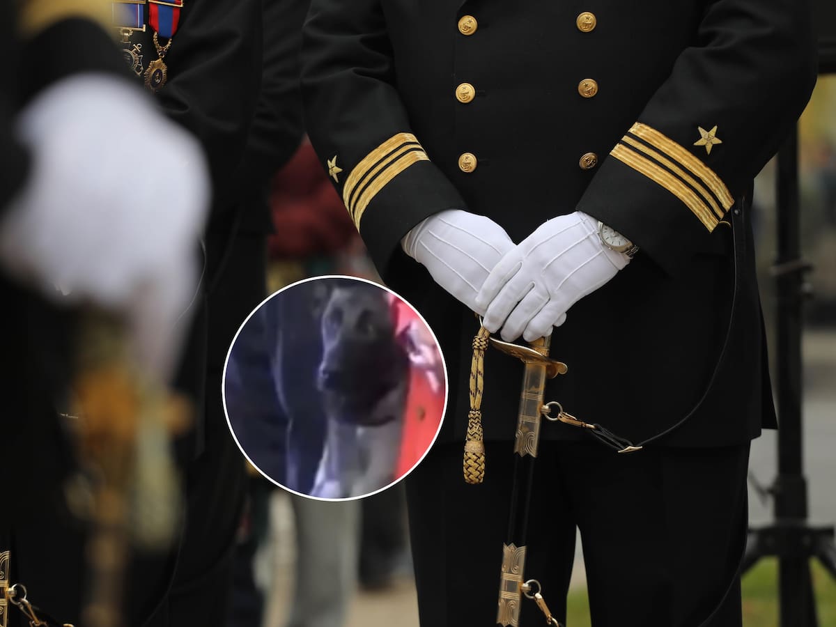 Armada retira de funciones a perro antidrogas tras morder a un oficial en ceremonia pública: lo enviaron a un proceso de reentrenamiento