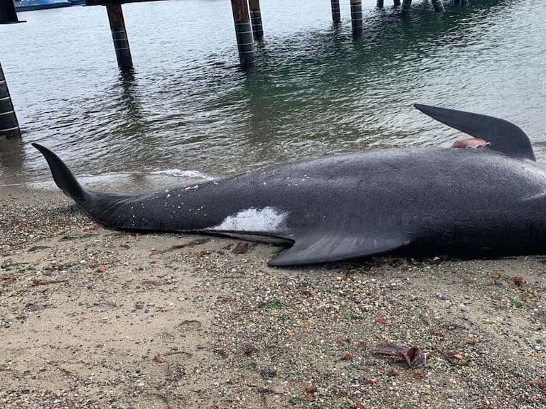 Punta Arenas: autoridades investigan varamiento de cetáceo en muelle Mardones