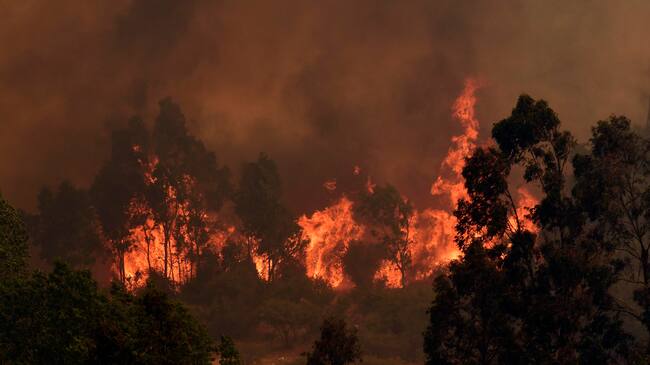 Incendio forestal