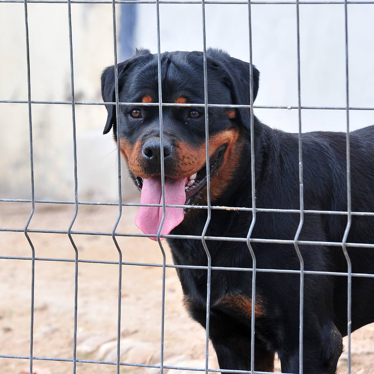 Vecinos denuncian violento ataque de perros en Laguna Verde: hombre de 82 años quedó grave
