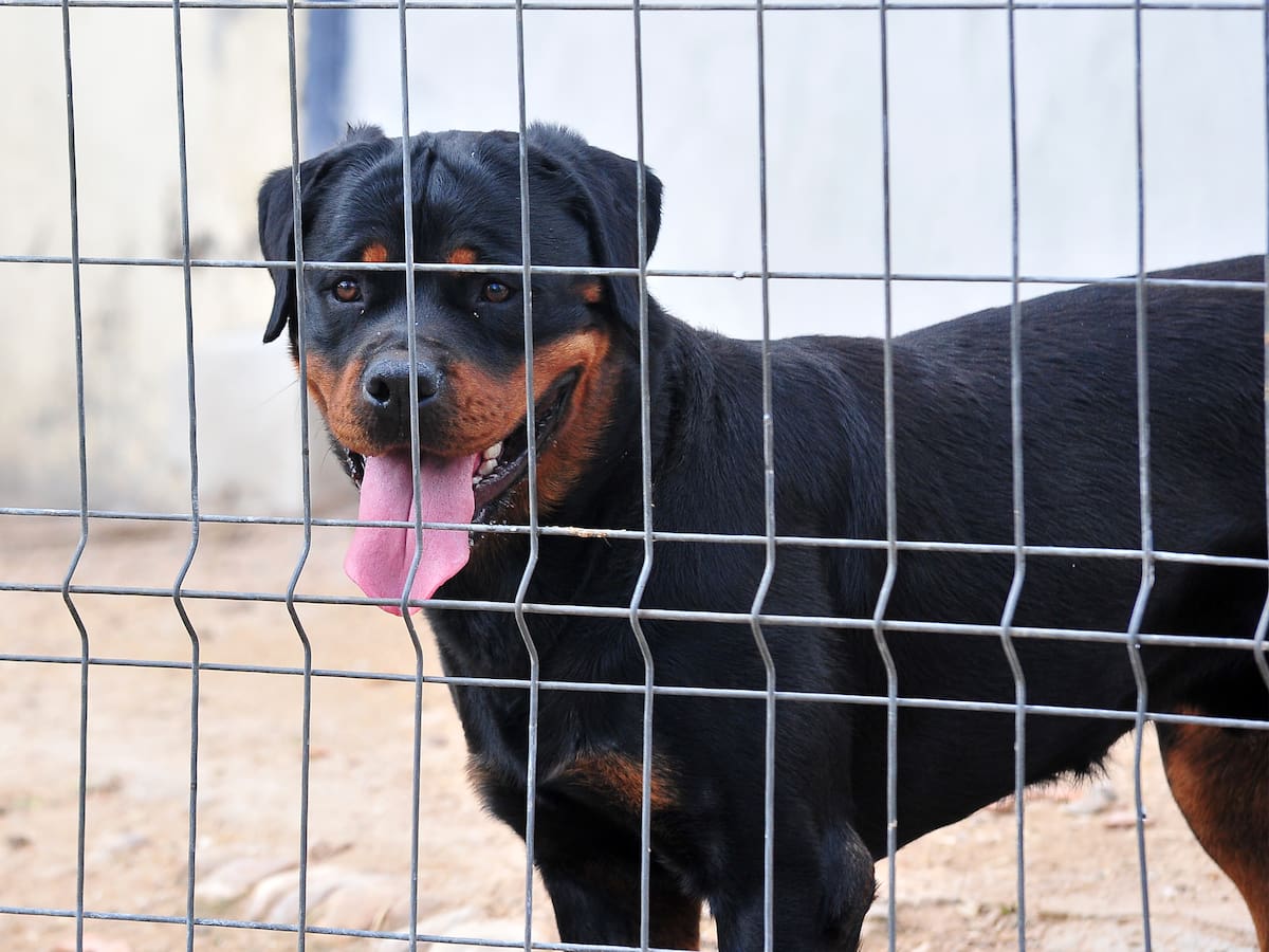 Descubren criadero clandestino de perros en Santiago: animales eran vendidos hasta en $2 millones