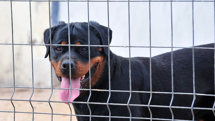 Vecinos denuncian violento ataque de perros en Laguna Verde: hombre de 82 años quedó grave