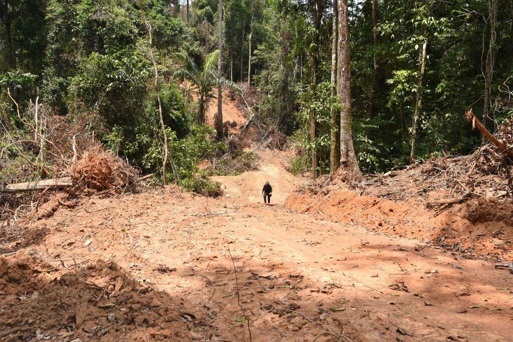 Oficiales del estado de Pará constatan la deforestación del Amazona